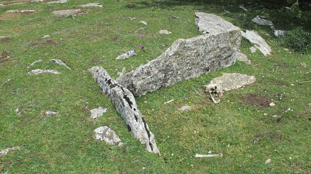 Saguain 1 mendebal trikuharria, Andia