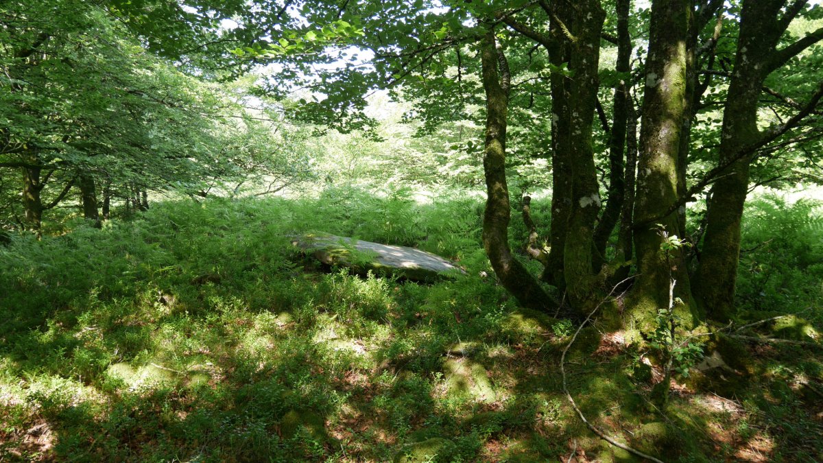 Zelaiaundi trikuharria