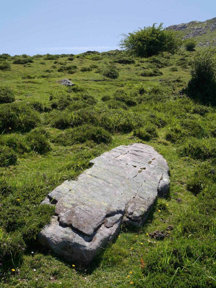 Gorospilgo Lepoa zutarria