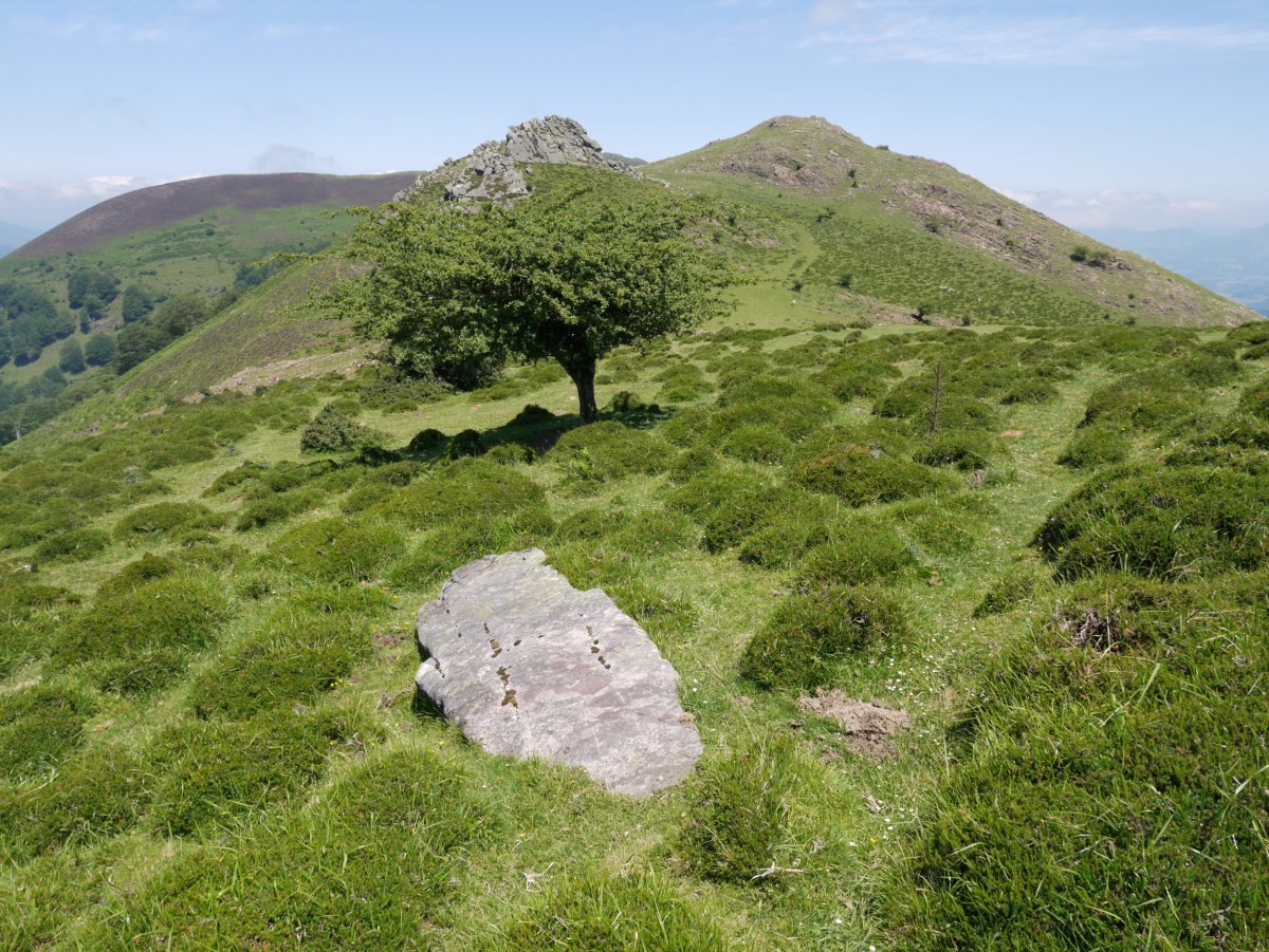 Gorospilgo Lepoa zutarria