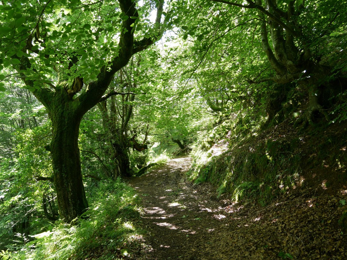 Arizkundik Iñarbegira doan bidea