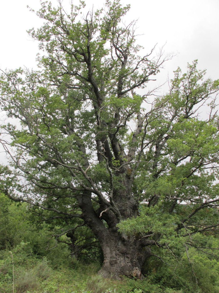 Lizarragako haritza, Lizarraga-Itzagaondoa
