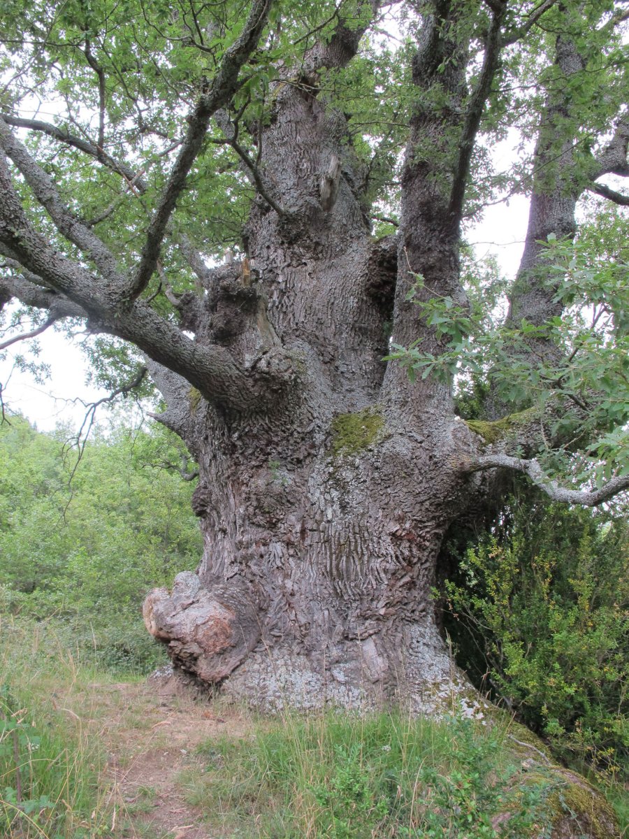 Lizarragako haritza, Lizarraga-Itzagaondoa