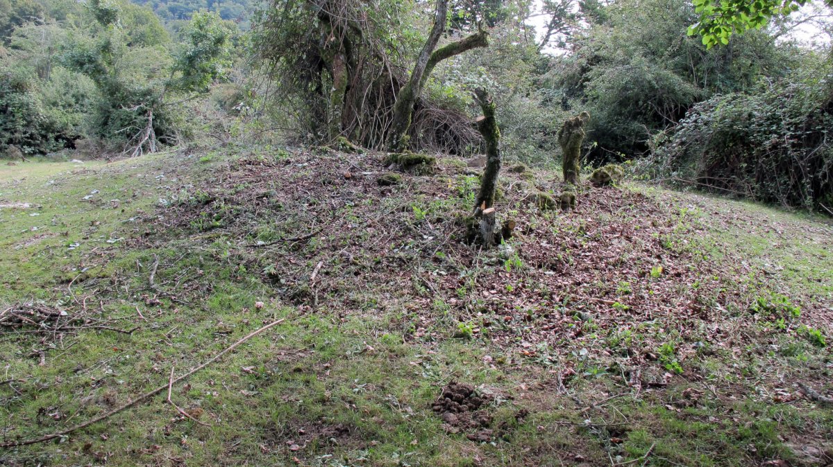 Soosa trikuharria, Andia