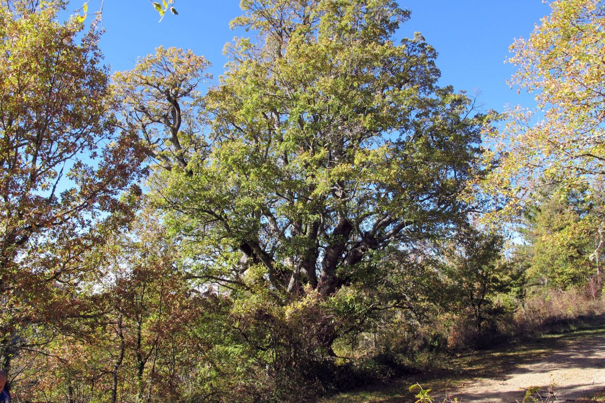 Erralako erkametza, Rala-Longida