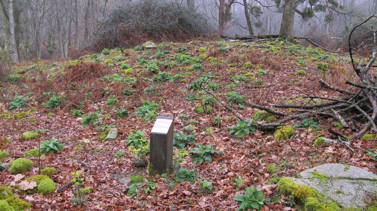 Larraina trikuharria, Bera