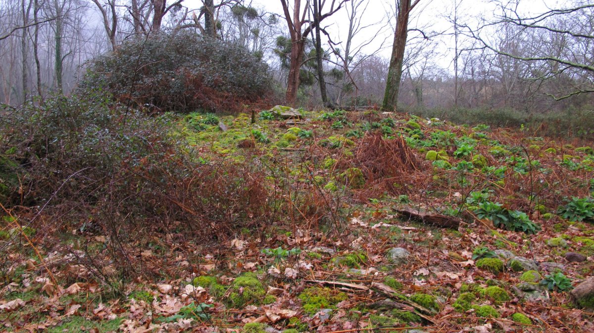 Larraina trikuharria, Bera