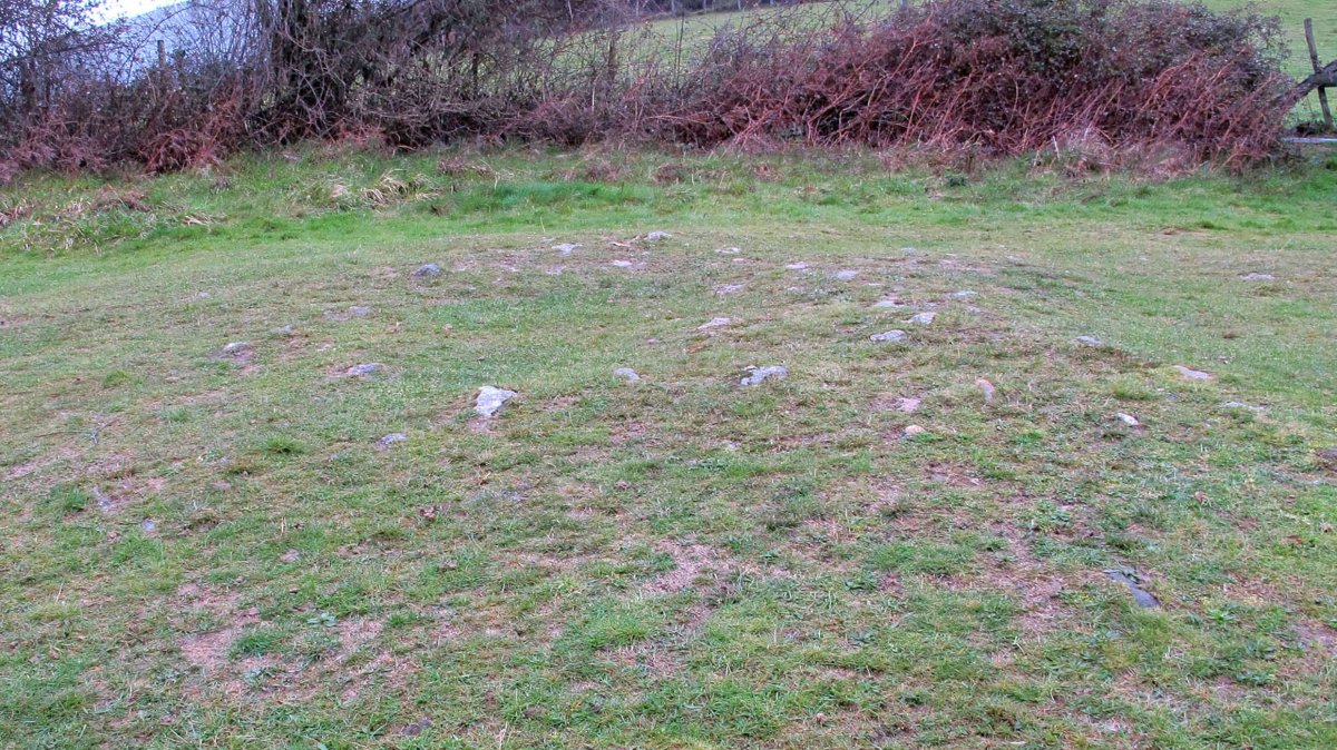 Lizuniaga tumulua, Bera