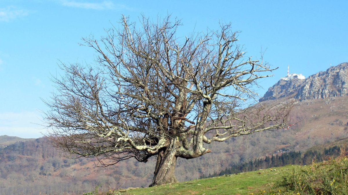 Berako udareondoa, Bera