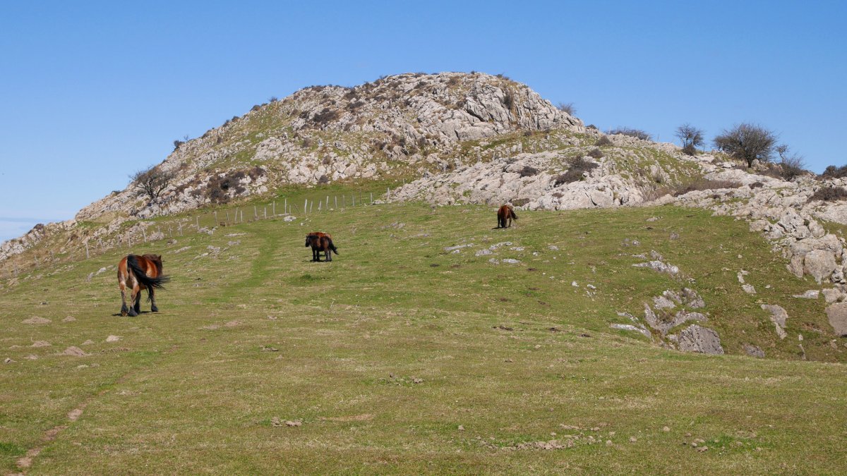 Gailurraren hegoaldeko larreak