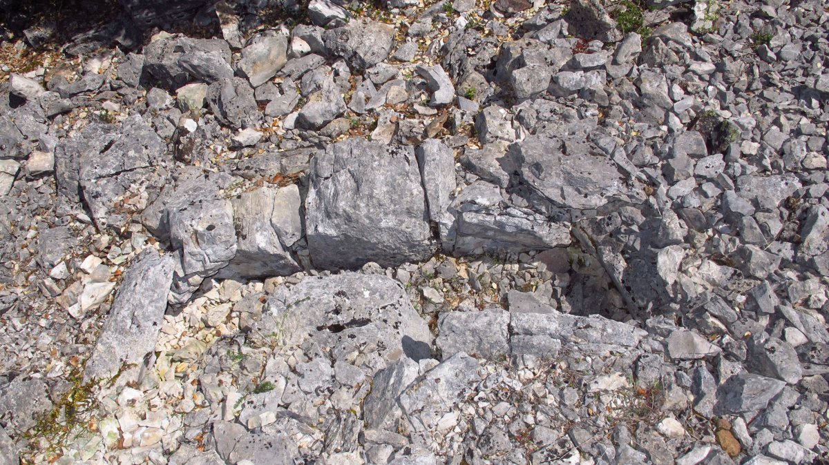 Boluntza 1 bis ipar trikuharria, Napal-Erromantzatua