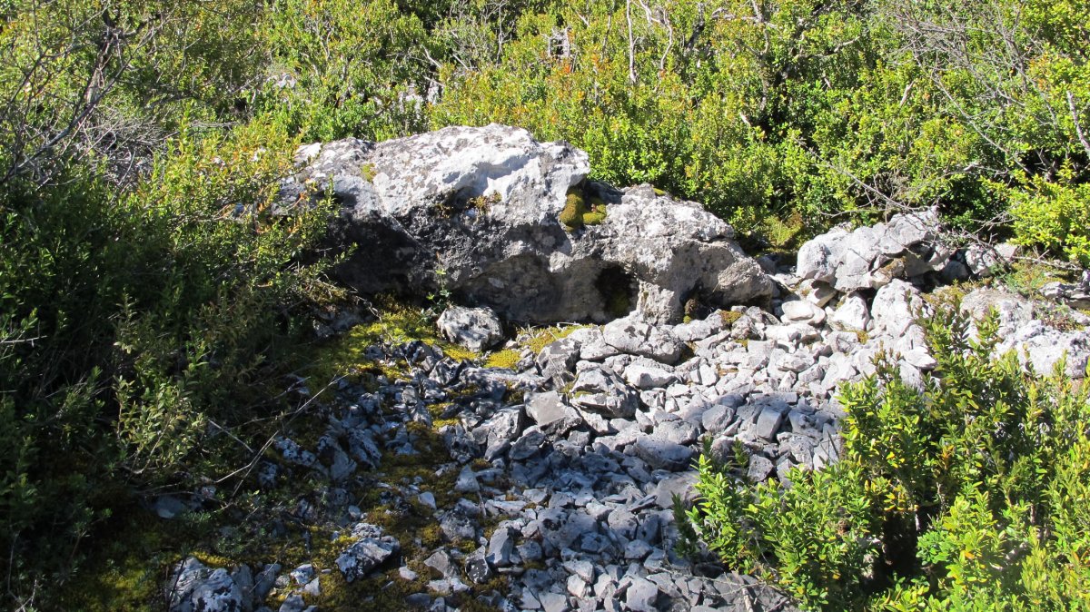 Ugarra 4 hego trikuharria, Napal-Erromantzatua