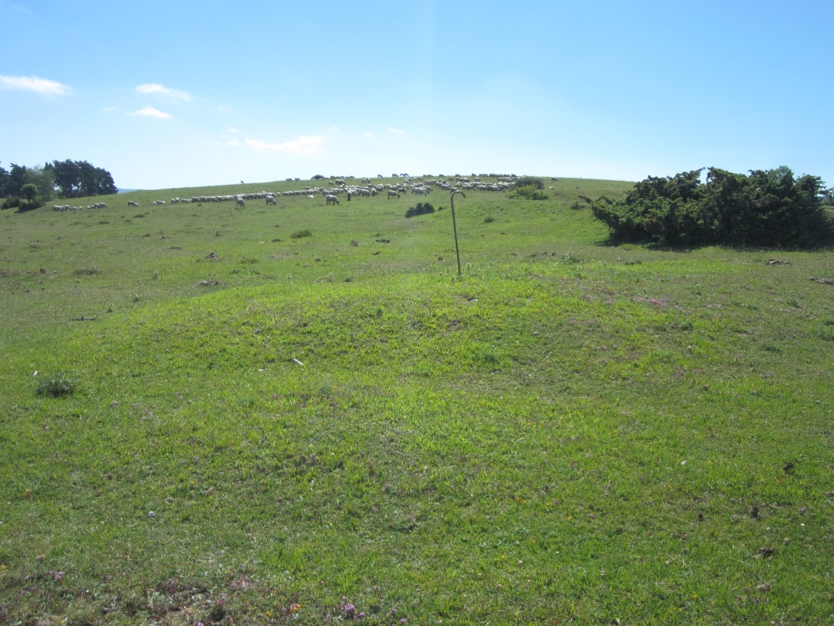 Fondo de Cabaña Sima de los Fusilados 1  (06-2016) 