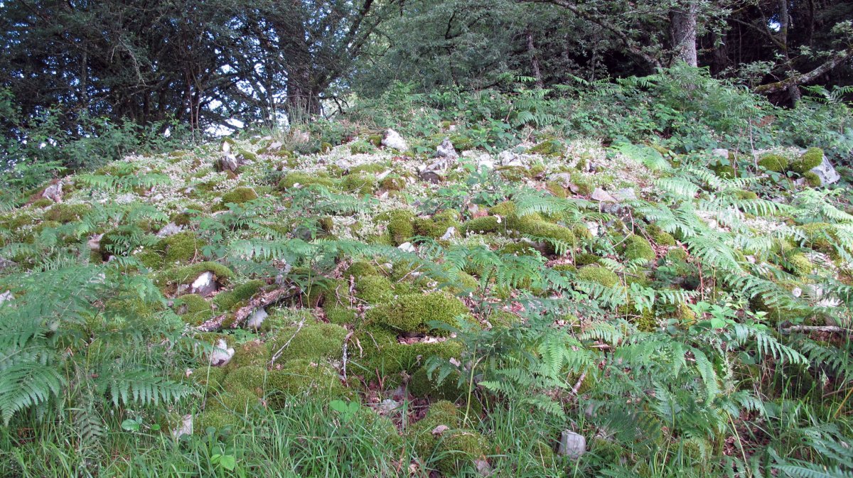 Lantz (Amezti) trikuharria, Lantz