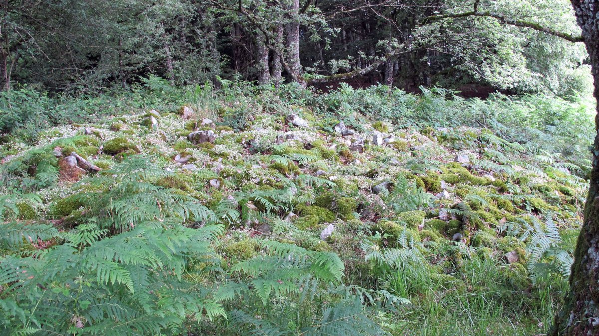 Lantz (Amezti) trikuharria, Lantz