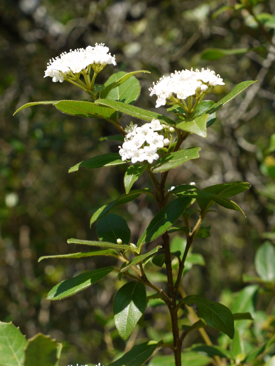 Viburnum tinus