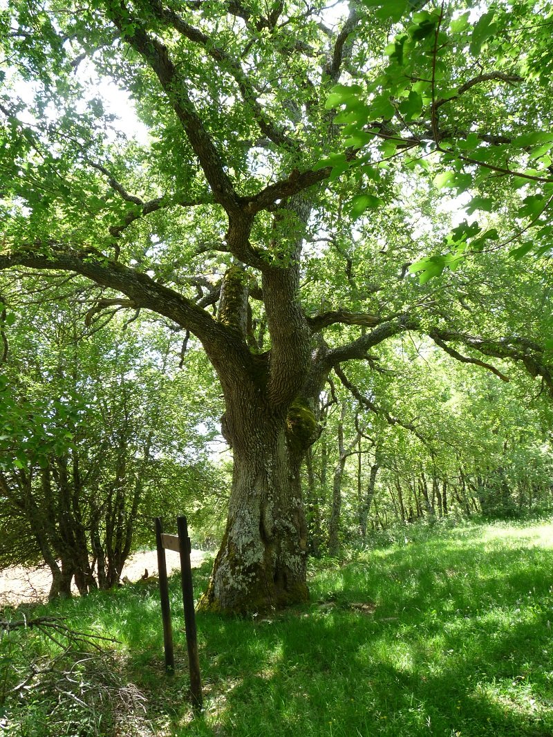 Haritz eder bat bidean