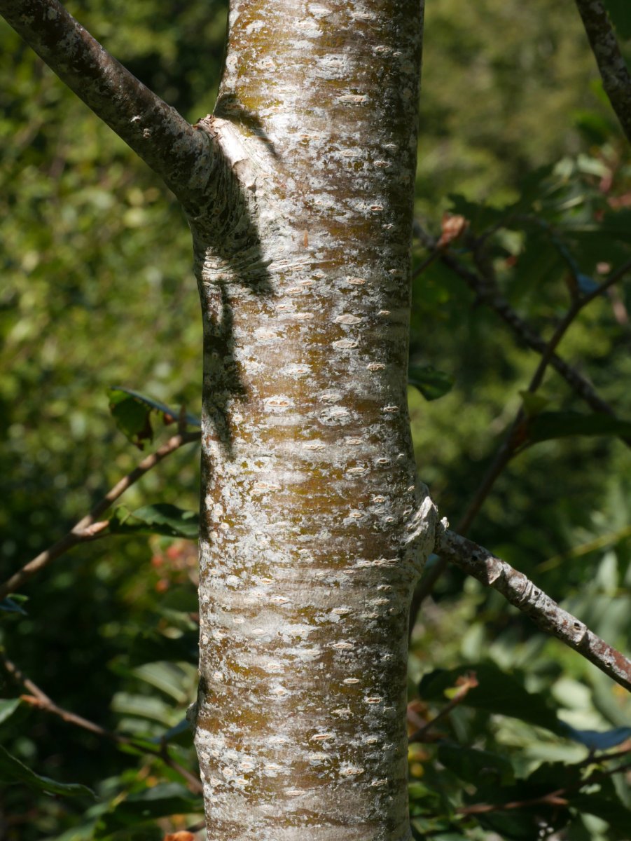 Sorbus aucuparia, Aralarren, Abuztuan
