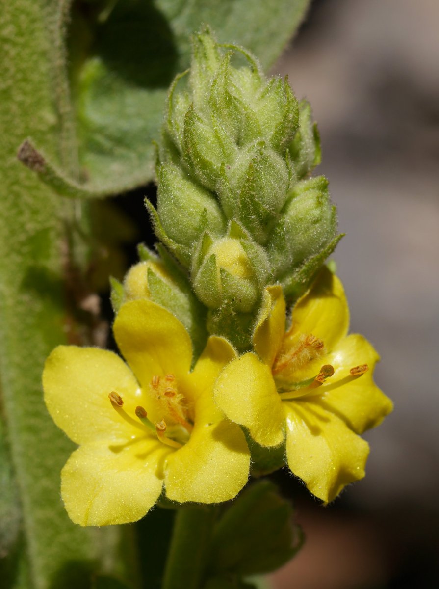 Verbascum thapsus, Aralar, abuztuan