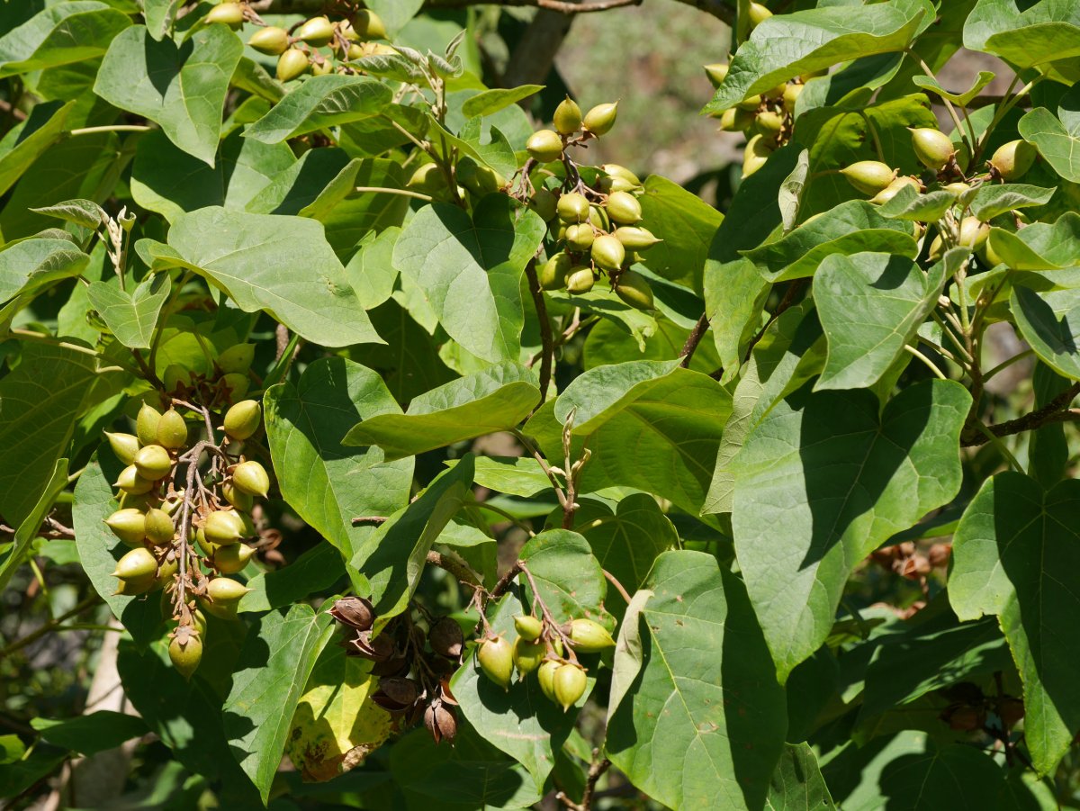 Paulownia tomentosa, Bidasoan, abuztuan