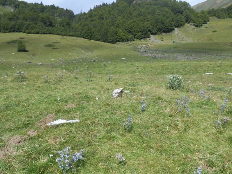 Characou 5 trikuharria