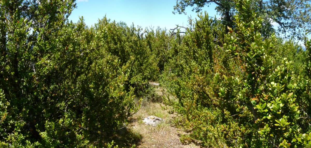 Sasi mendiko gailurra, tako geodesikoa eta guzti