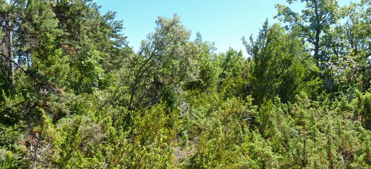 Bizkarraundia (991m) edo Kuruteta mendiko gailur itxia