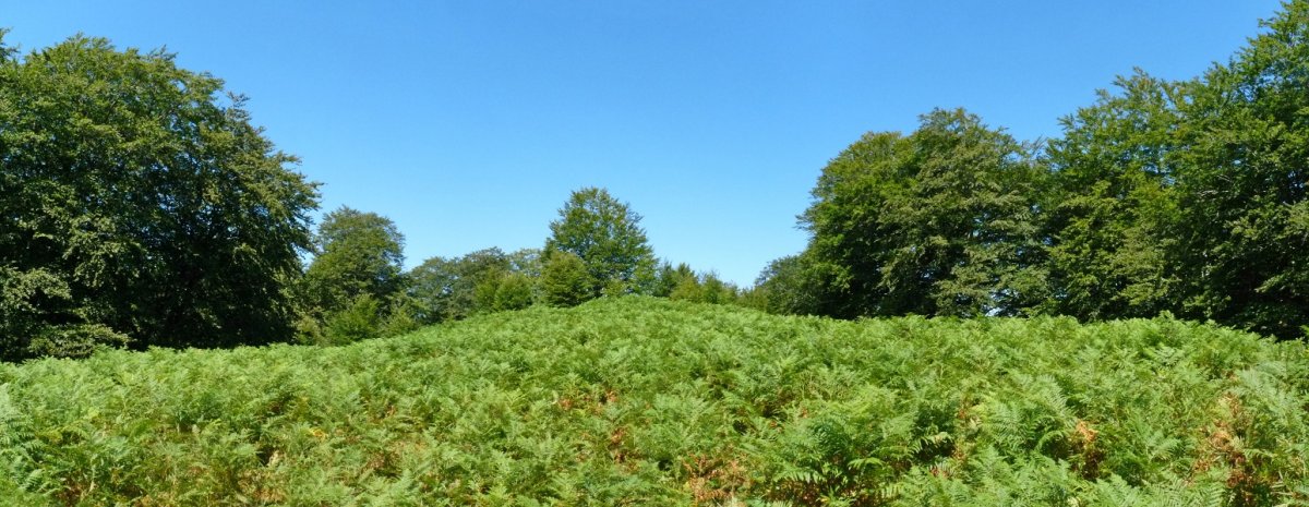 Elhokadiko gailurra, garoek hartua