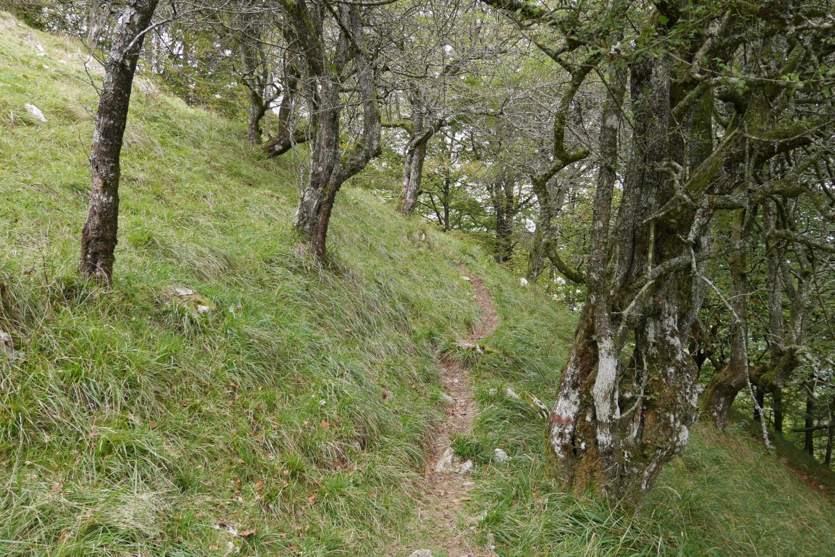 Bidea elorri artean, Urkieta.