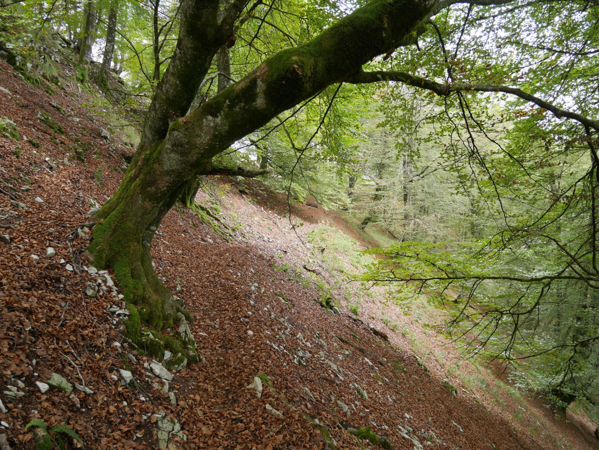 Ekialdeko isurialdeko zehar-bidea, bizkarretik gertu.