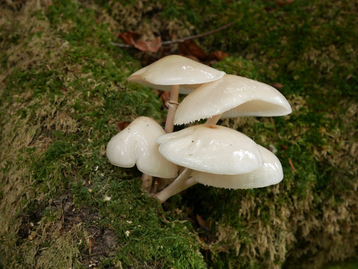 Perretxikoak pagoaren enborrean, Urkieta.