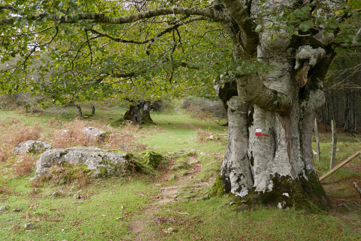 GRaren arrastoak Añabasoko bizkarrean