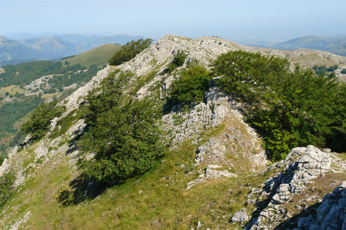 Mendebaldeko gandorra