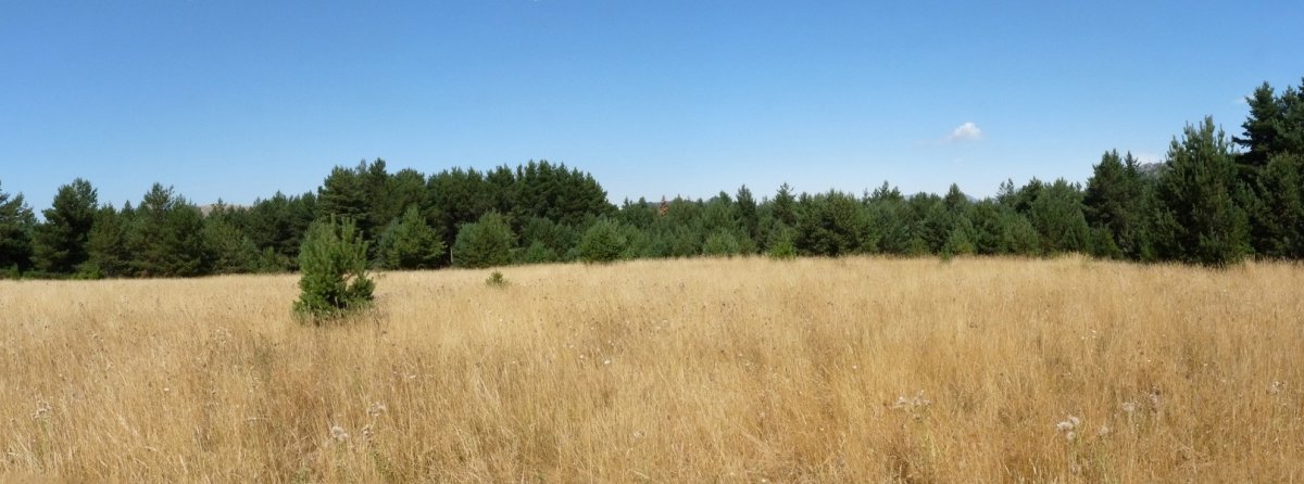 Coronako gailurra, udan