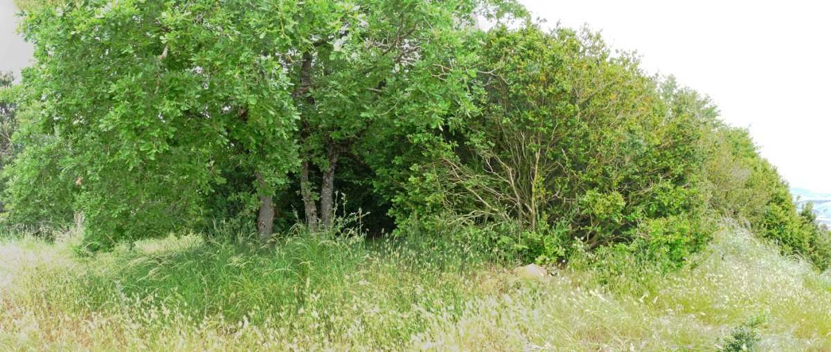 Mendiurrungo gailurra