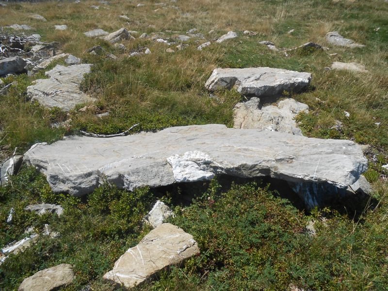 Gourzy 5 trikuharria