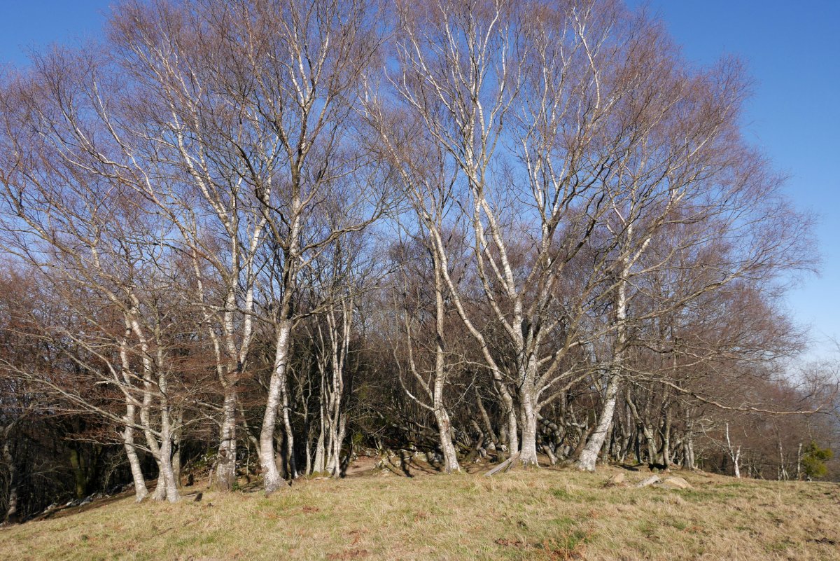 Basoak ezkutatzen du tontorra