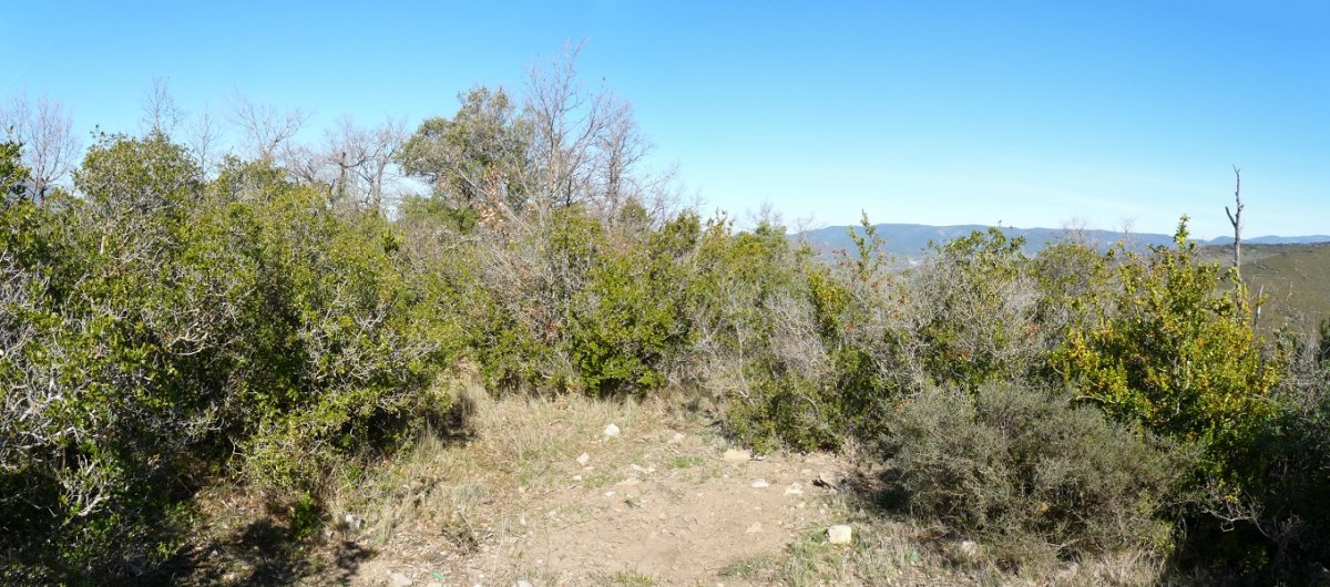 Chaparralgo gailurra