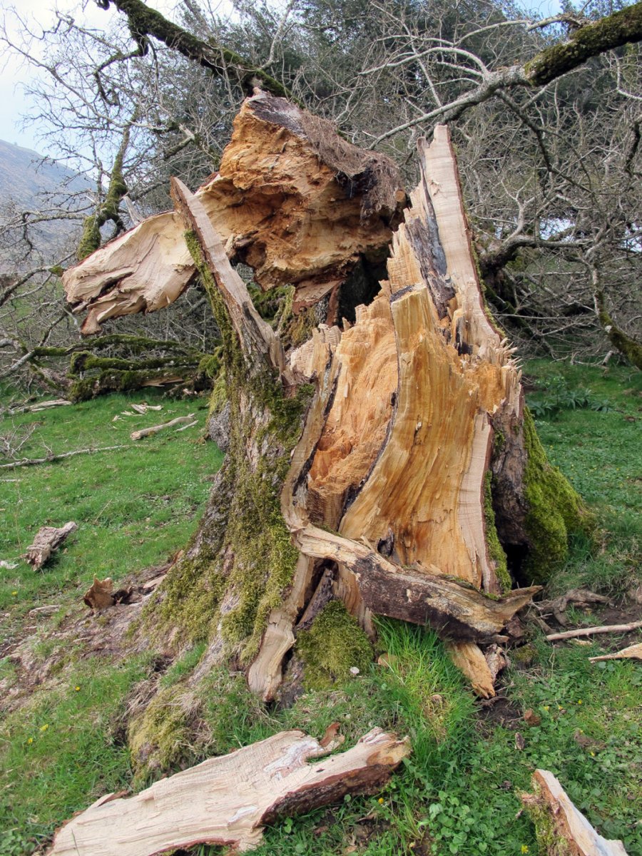 Oriongo astigarra, Orbaizeta