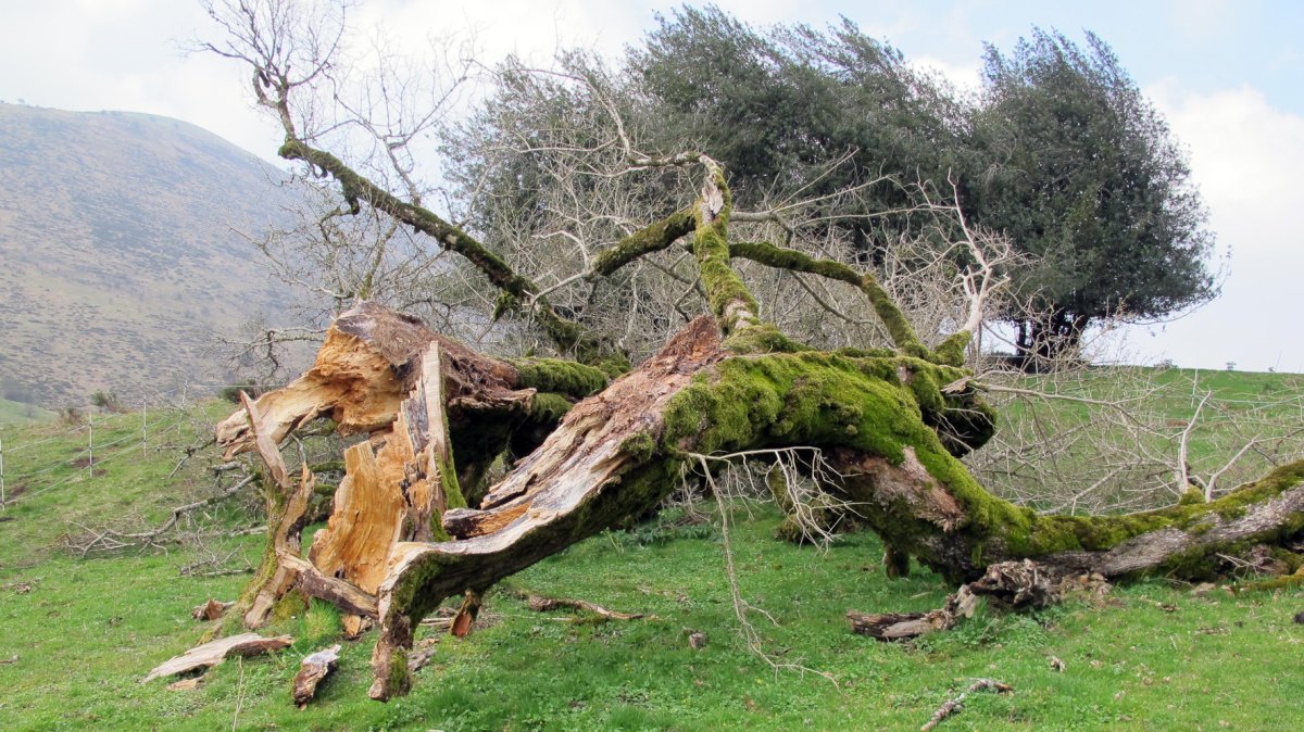 Oriongo astigarra, Orbaizeta