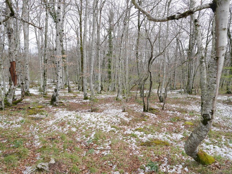 Pagadia udaberri hasieran