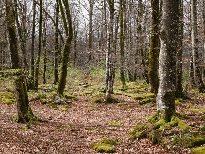 Pagadia udaberri hasieran