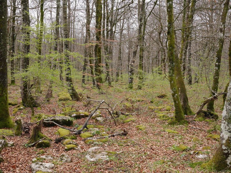 Pagadia udaberri hasieran