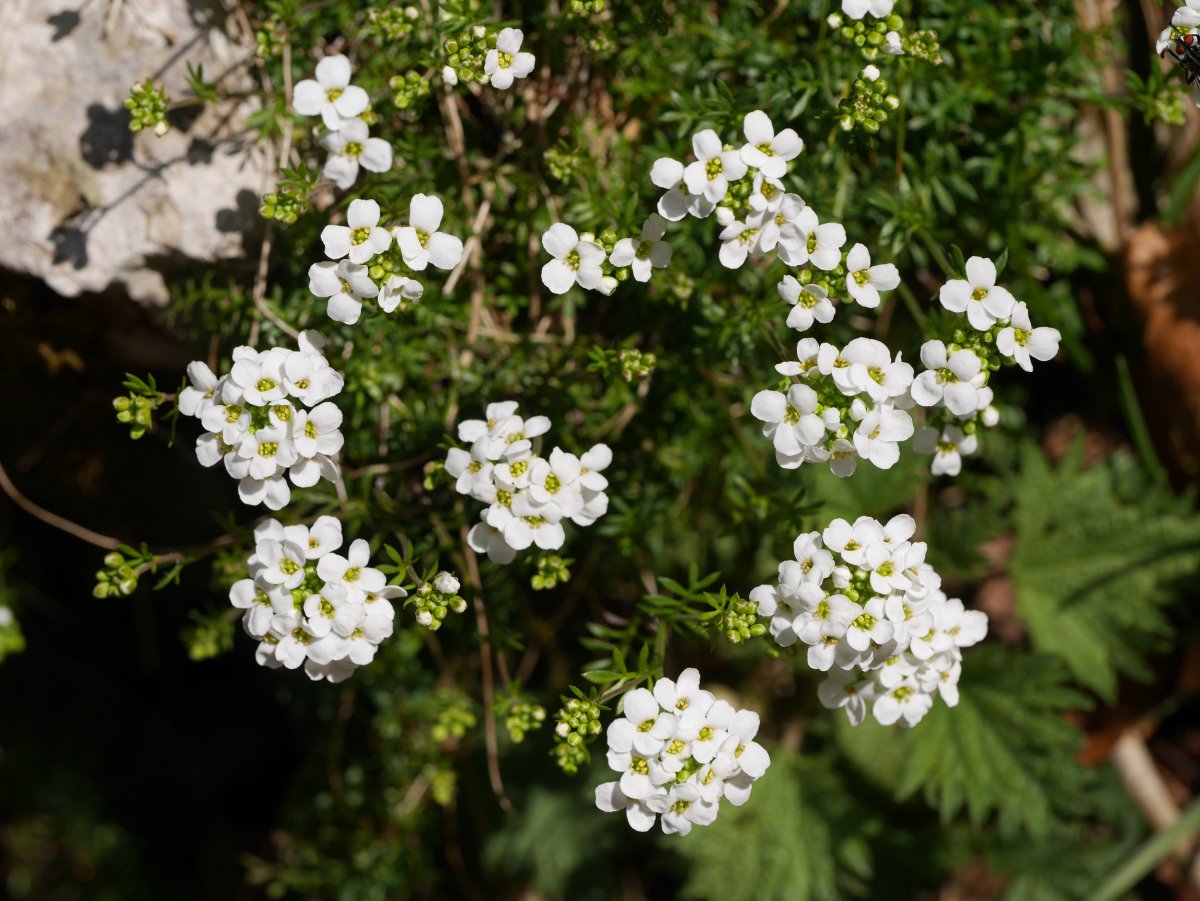 Pritzelago alpina, Aizkorri aldean.