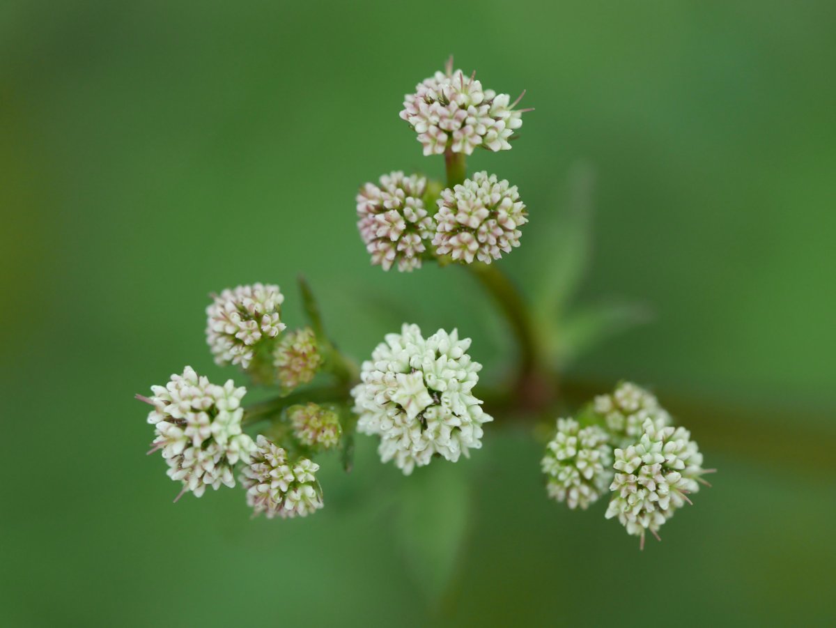 Sanicula europaea, Errenteria aldean