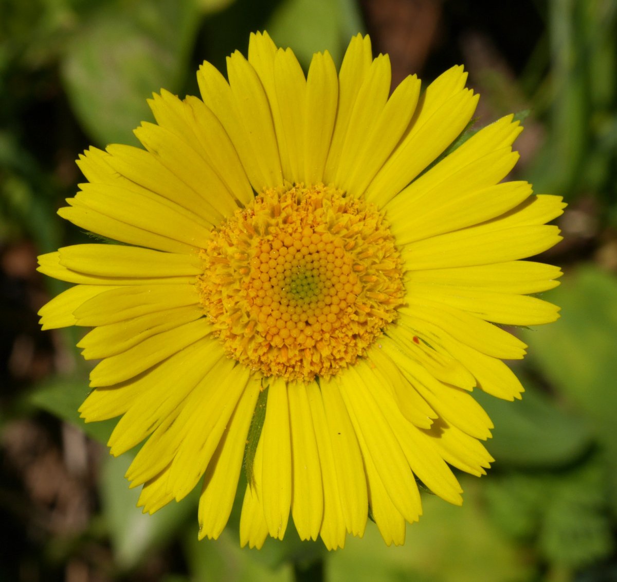 Doronicum plantagineum, Ilarduia aldean