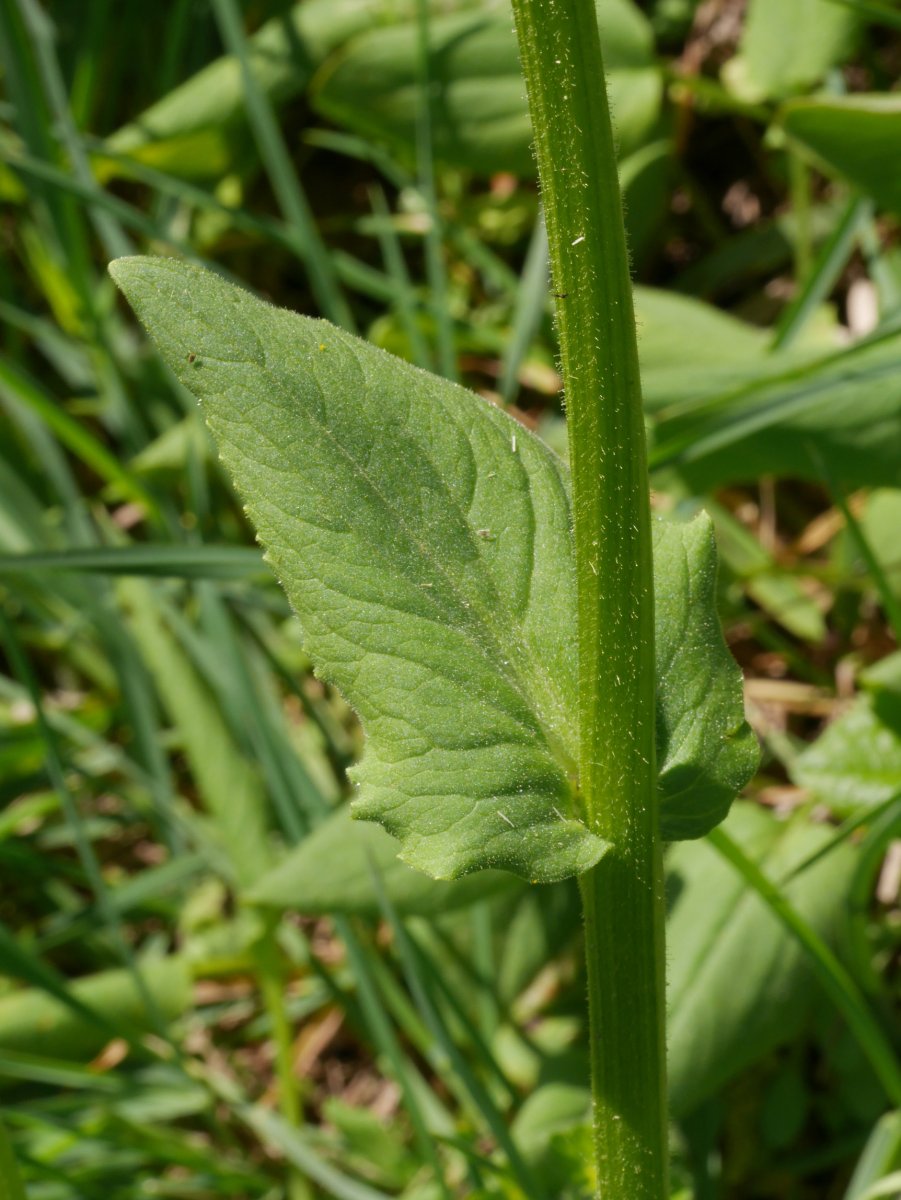 Doronicum plantagineum, Ilarduia aldean