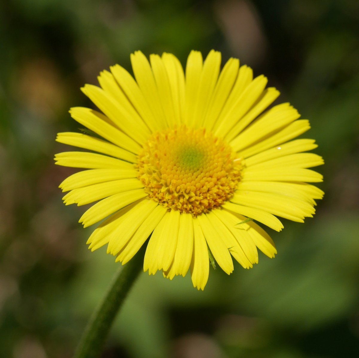 Doronicum plantagineum, Ilarduia aldean