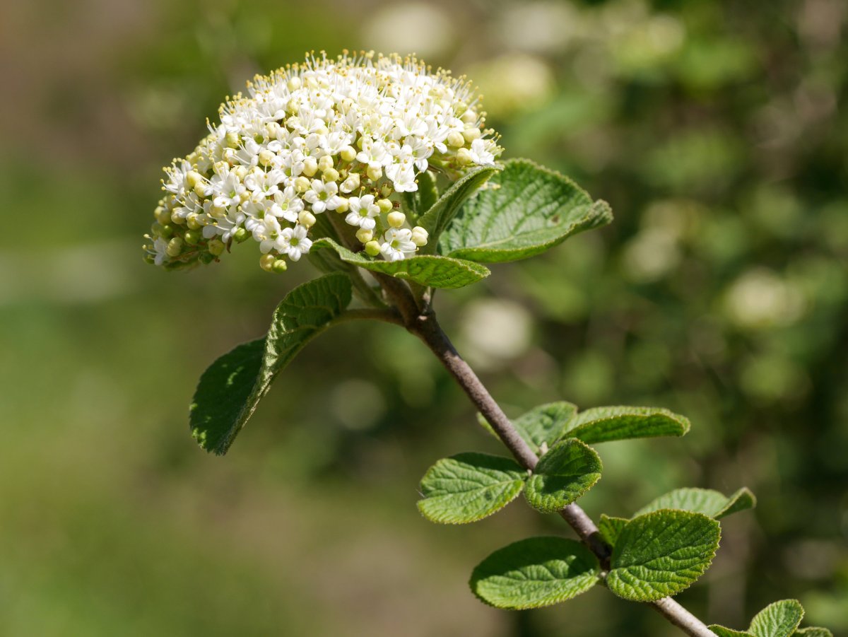 Viburnum lantana, Ilarduia aldean