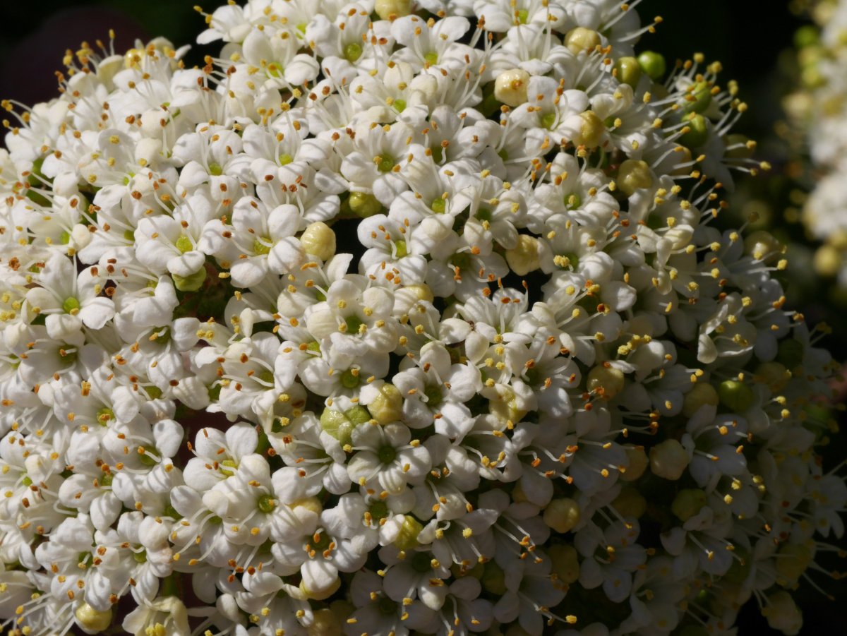 Viburnum lantana, Ilarduia aldean